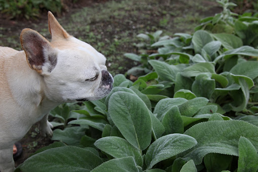 Sorry, Franny, I got distracted by these velvety lamb's ears.