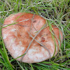 dsc01194.jpg