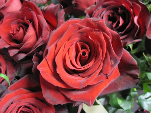 There's nothing better to give on Valentines Day than red roses.