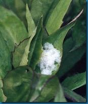 spittlebug on aster