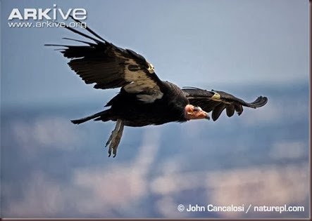 ARKive image GES113713 - California condor