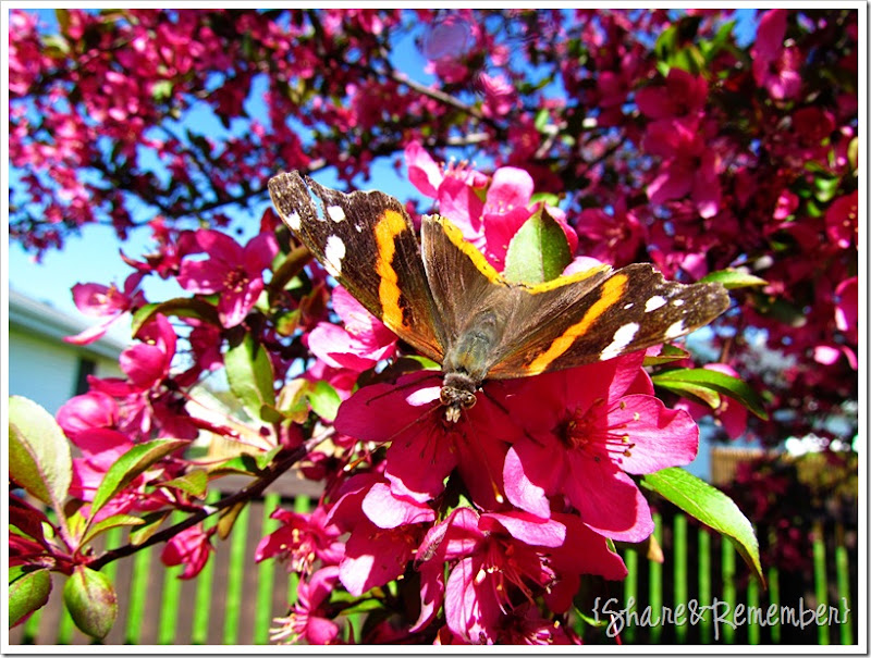 butterfly 2012