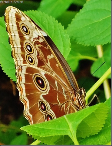 DSCF2130 DSCF2130