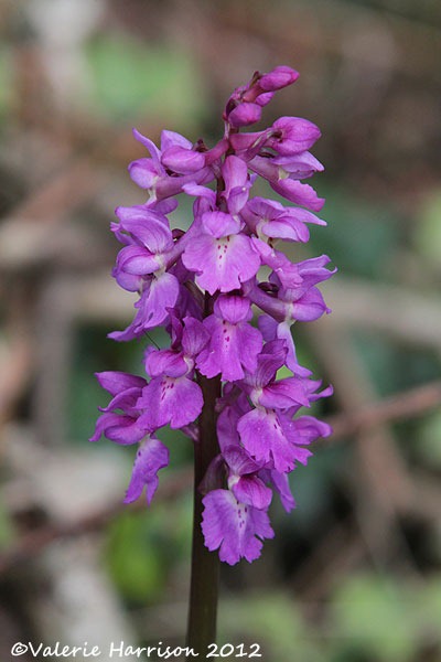 [12-early-purple-orchid%255B2%255D.jpg]
