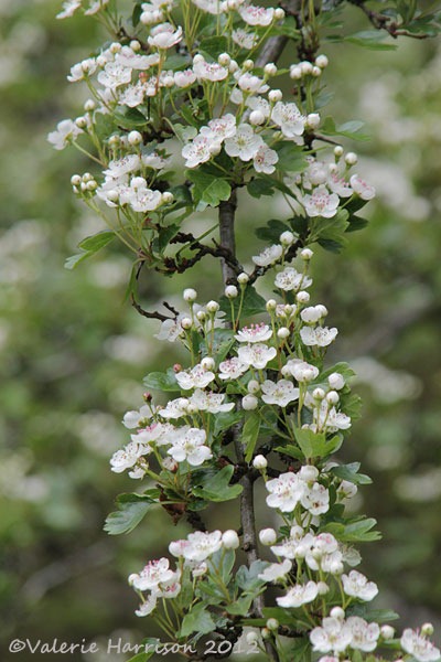 [7-May-blossom%255B2%255D.jpg]