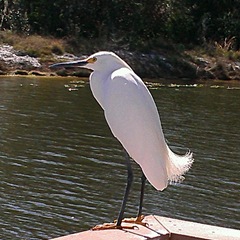 heron1