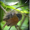 Chestnut-Winged Babbler_02.jpg