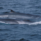 Finback whales