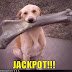 funny-dog-pictures.jpg