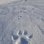 2_7_11wolf.JPG