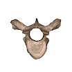 vertebrae_T4_female.jpg