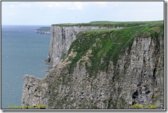 Bempton Cliffs RSPB