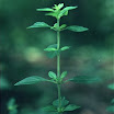 Pennyroyal_American_False_4.jpg