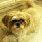 Shi Tzu