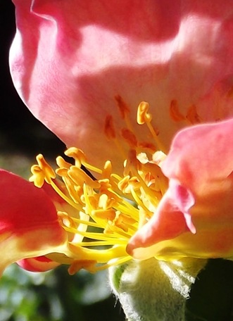 DSCF4885
