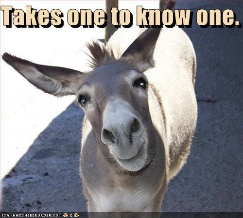 [jackass%255B3%255D.jpg]