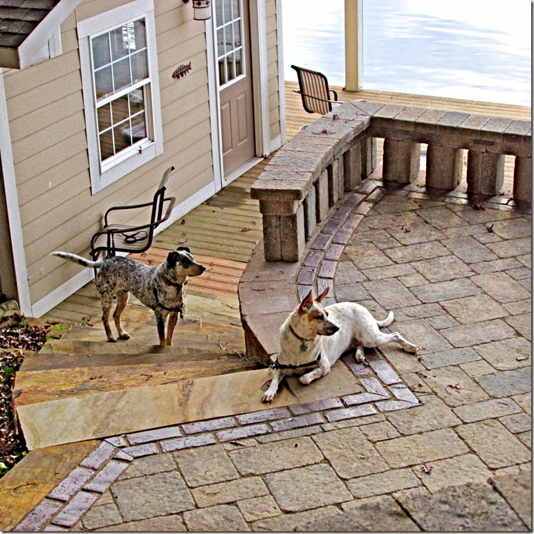 A - dogs boathouse A - dogs boathouse 