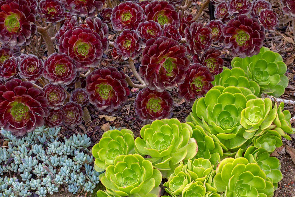 [120928_SucculentGardens_aeoniums-at-entrance%255B2%255D.jpg]