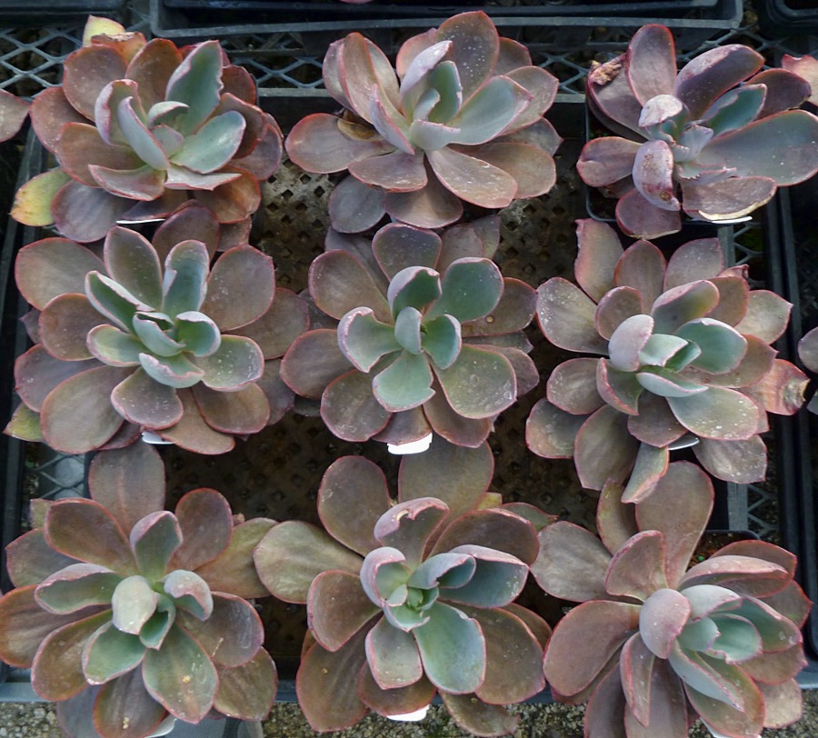 [120310_UCDArboretum_Echeveria-Afterglow%255B3%255D.jpg]