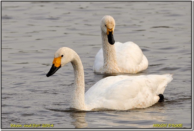 Slimbridge WWT - Autumnal scenes