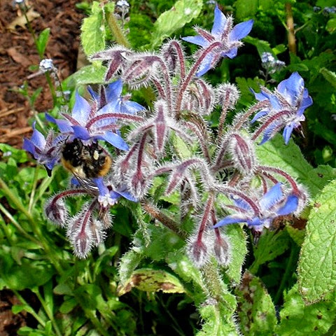 bees love borage