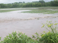 Flooded field near Fir Avenue southwest of Wellman