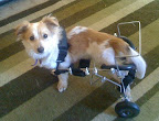 And there are plenty of great resources and tools out there, such as HandicappedPets.com, to manage any kind of disability -- although animals often do just fine without them. Milton much prefers to prop himself up and walk without the cart but it's helpful for longer jaunts.