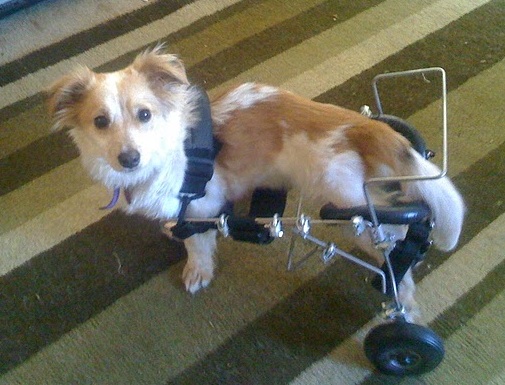 And there are plenty of great resources and tools out there, such as HandicappedPets.com, to manage any kind of disability -- although animals often do just fine without them. Milton much prefers to prop himself up and walk without the cart but it's helpful for longer jaunts. And there are plenty of great resources and tools out there, such as HandicappedPets.com, to manage any kind of disability -- although animals often do just fine without them. Milton much prefers to prop himself up and walk without the cart but it's helpful for longer jaunts.