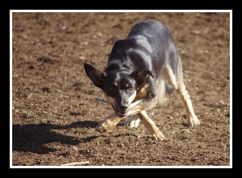 [dog%25204%255B7%255D.jpg]