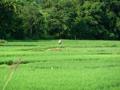 Farmer spraying pesticides on rice