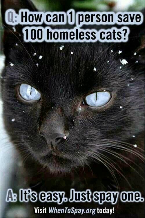 RAINA'S CAT RESCUE Spay or Neuter Your Pets