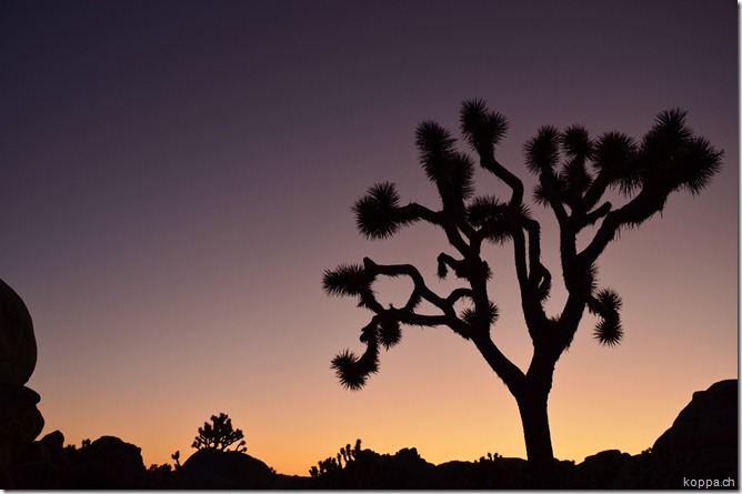 110928 Joshua Tree NP (16)