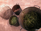 Preparación de tintes naturales para teñir la lana. Gentileza: Spazio Sumampa.