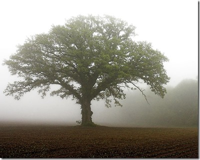 mustard tree