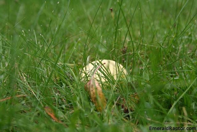 Gammelt eple