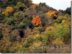 Fall Colors After Filters