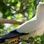 Walk In Aviary - Port Douglas, Australia