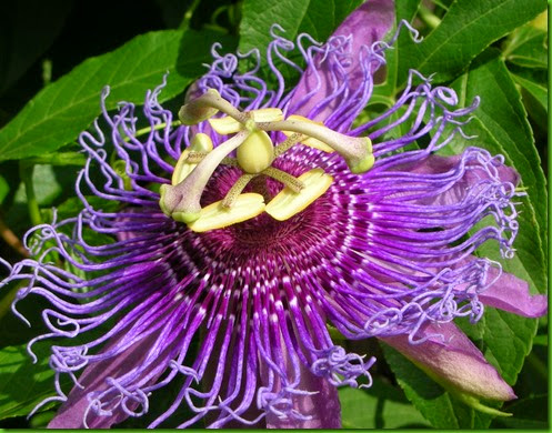 Passiflora amethystina Passiflora amethystina