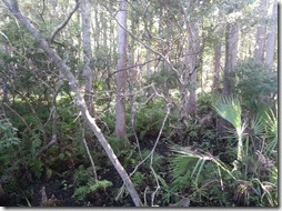Ferns in the marsh