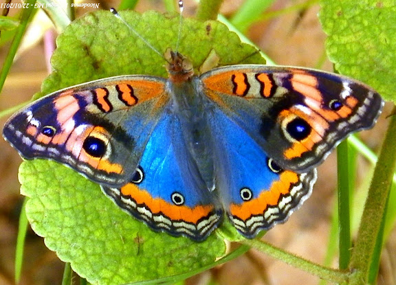 Lépidoptères de Pitangui au Minas Gerais - Junonia evarete evarete (CRAMER, 1779). Pitangui (MG, Brésil), 22 janvier 2011. Photo : Nicodemos Rosa