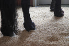 I think Ramon really likes the way it feels under his hooves.
