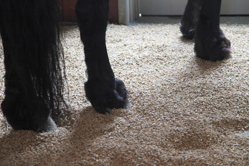 I think Ramon really likes the way it feels under his hooves.