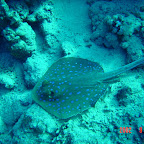 Blue spotted ray