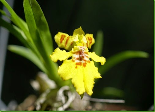 OR Erycina pusilla