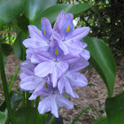Water Hyacinth