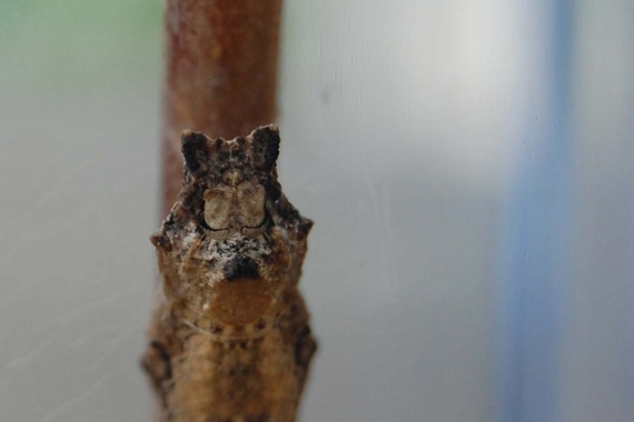 [Pupae%2520Stage%2520Face%255B2%255D.jpg]
