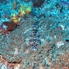 Krokodil-Fisch, Crystal Rock, Komodo