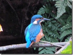 King fisher Brewood 003