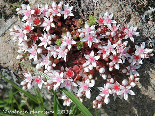 [15-English-Stonecrop%255B2%255D.jpg]