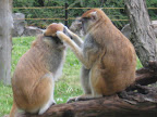 zoo 078.jpg